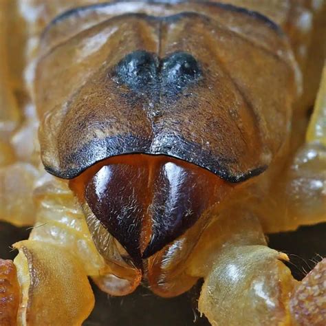 15 Animals With Multiple Eyes .